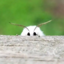 moth-swarm