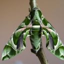 moths-daily