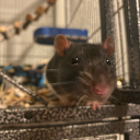 mouse-prince-of-the-rats
