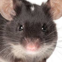 moutainmouse avatar
