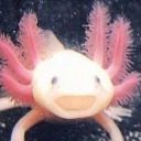 muette-the-axolotl