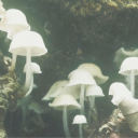 mushroomcarrotstick