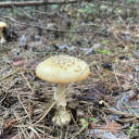 mushroomidentifierbot