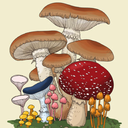 mushroomkidsaregoinginsane-blog