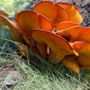 mushrooms-i-found