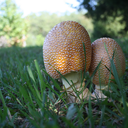 mushrooms-my