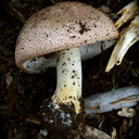 mushroomsandtea