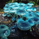 mushroomwater