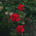 my-roses-garden