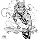 night-owl-calligraphy