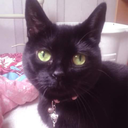nippy-the-black-cat-blog