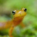normal-newt