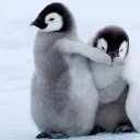 northpolepenguins