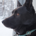 norwegianelkhound-blog