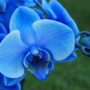 ocean-blue-orchids