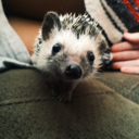 oliverthehedgehog-blog