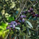 olivestreeadoption