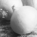 onions-can-photograph