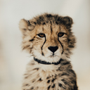 opalescent-cheetah