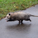 opossumface