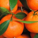 orangerind