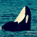 orca-friend