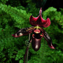 orchidbutch