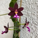 orchidmilkshake