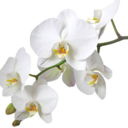 orchidnightshadow-blog