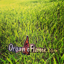 organicflamehempwick-blog