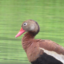ornithologyphotos-blog