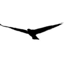 ospreyeamon avatar