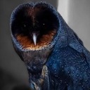 owl-discourse