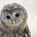owl-lishly