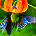 painting-wild-butterflies-blog