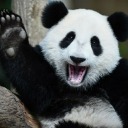 pandas-arent-real