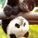 pandawritespoorly