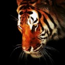 panthera-tigris-venenata