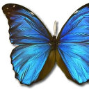 papillonpeace1