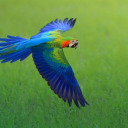 parrotparadiseparty