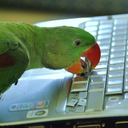 parrotsdoinghumanjobs avatar