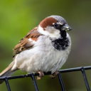 passer-domesticus-official