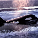 passion4killerwhales
