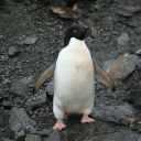 penguinfacts