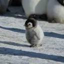 penguinpalwrites