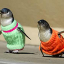 penguinsweaters