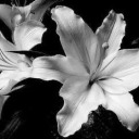 petaloflily
