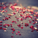 petals-on-the-pavement-blog