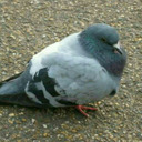 pigeon--420