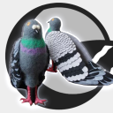 pigeon-heels-anon